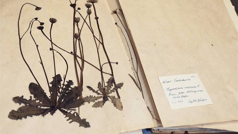 Besonders selten zu sehen: Das Lebenswerk des Botanikers Emil Wilhelm Fiedler. Sein Herbarium umfasst 64 Bände. Die lagern allerdings meist...