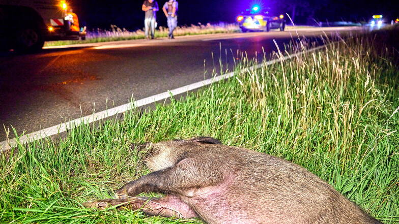 Die Unfallstelle: Dieses Wildschwein kollidierte mit einem Motorrad und überlebte den Unfall nicht.