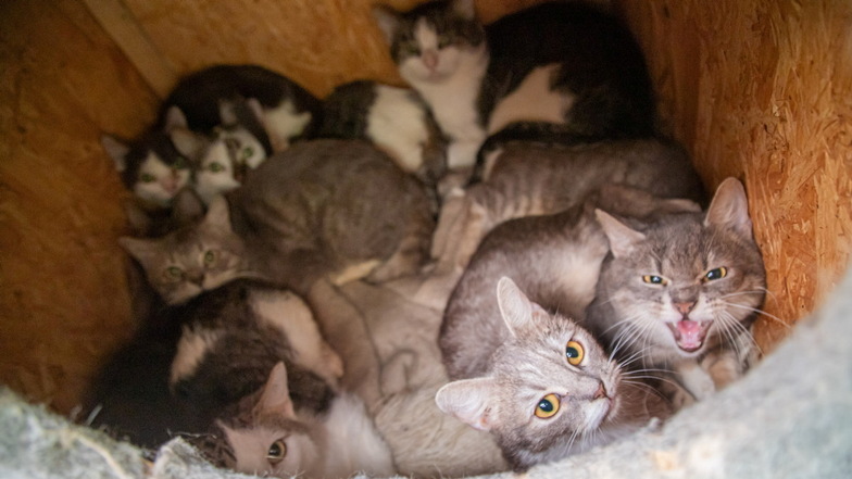 Katzenschutzverordnung: Das haben Tierhalter in Bannewitz zu beachten
