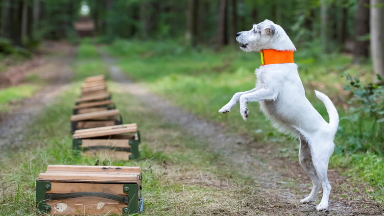 Parson Russell Terrier "Distel" reagiert an präparierten Kisten während der Ausbildung zum Kadaverspürhund im Kampf gegen die Afrikanische Schweinepest.