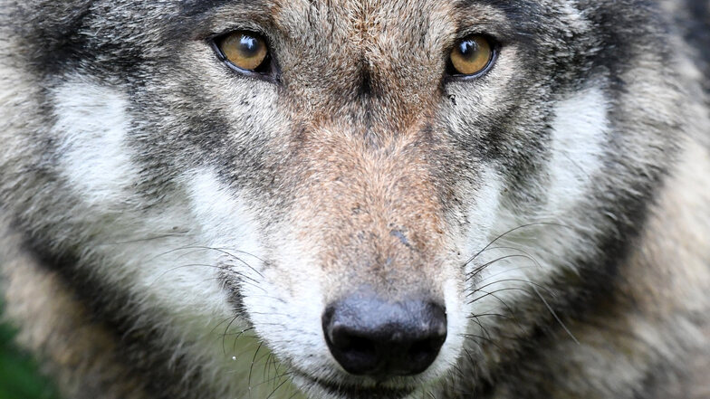 Der Wolf ist in der Heide angekommen, auch Jungtiere leben jetzt am Rand der Stadt. Was verändert sich nun?