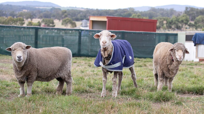 Das Schaf Baarack (M) neben zwei anderen Schafen, nachdem sein über 35 Kilo schweres Fell abgeschoren wurde.