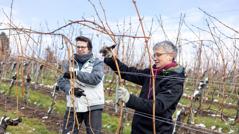 Das Weinjahr auf Gut Pesterwitz beginnt mit dem Rebschnitt, Birgit Jäckel und Franziska Worseg befreien die Spalliere von bereits abgeschnittenen Reben.