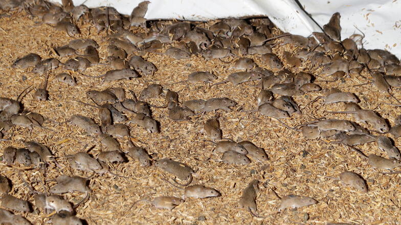Massen von Mäusen wuseln auf einer australischen Farm. Im Südosten des Landes wird ein Gefängnis wegen der Mäuseplage evakuiert.