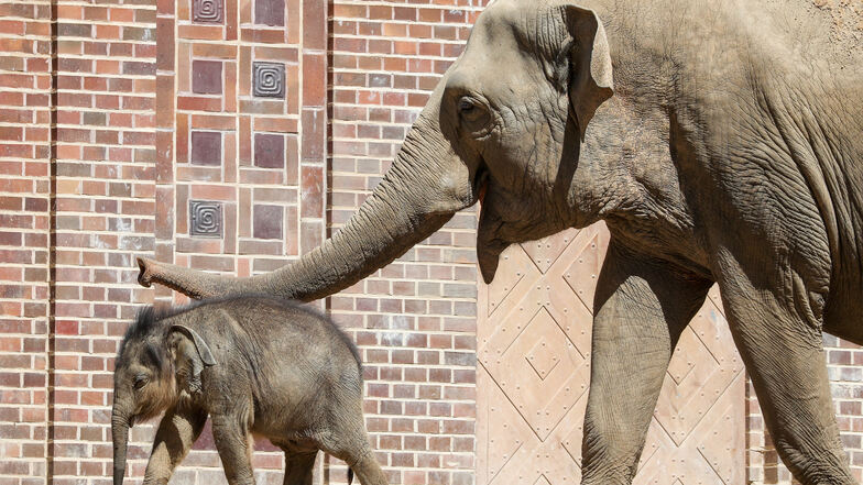 Elefantenbulle Ben Long - hier mit seiner Ersatzmutter Don Chung - musste im September 2019 eingeschläfert werden.