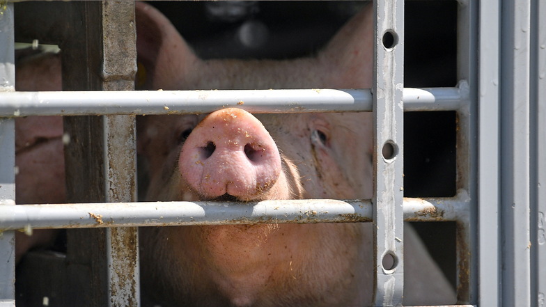 Die Mehrheit der Schweinehalter in Sachsen hat noch keine Angaben zum Tierhaltungslogo gemacht.