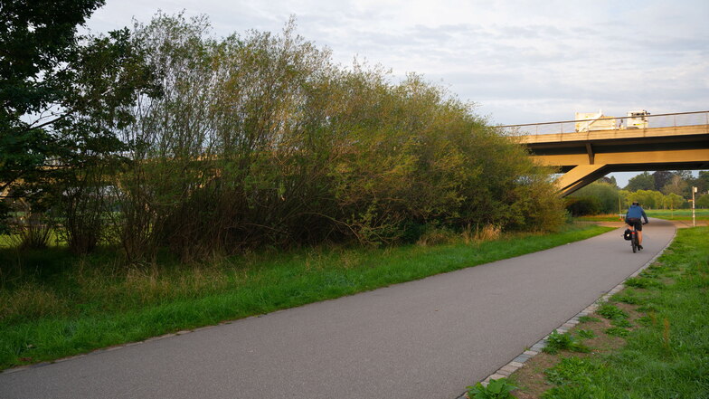 Eine Frau ist auf dem Elberadweg an der Waldschlößchenbrücke in Dresden gestürzt, als ein Hund vor das Fahrrad rannte.