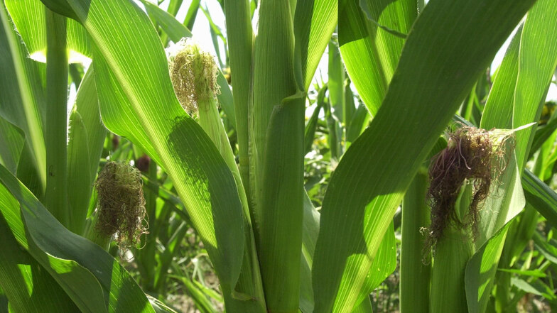 Der Mais steht heute im Mittelpunkt einer Veranstaltung von Landwirten aus dem Osterzgebirge.