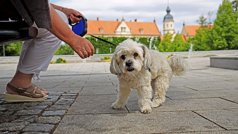 Das Riesaer Rathaus möchte, dass viele Hundehalter sich mehr als bislang als die rechtlichen Vorgaben für ihre Vierbeiner halten – und hat dazu eine Kampagne gestartet.