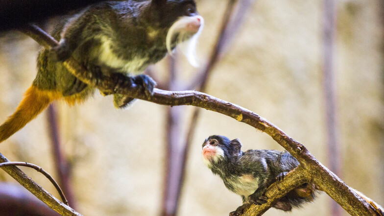 Der Kaiserschnurrbarttamarin ist eine Primatenart aus der Familie der Krallenaffen. 