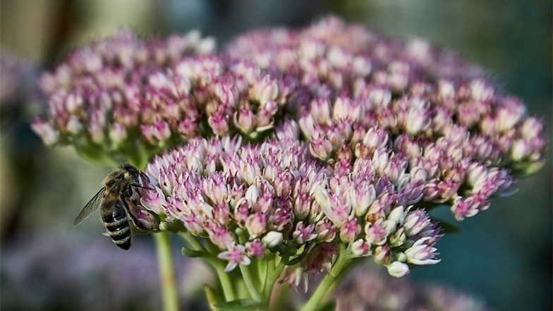 Emsig schwirren Bienen um die Blüten der Fetthenne. Bei Familie Hille finden sie überall reichlich Futter.