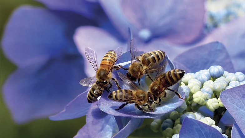 Honig- und Wildbienen brauchen Hilfe. Bei Anlegen eines Gartens sollte man darauf Rücksicht nehmen.