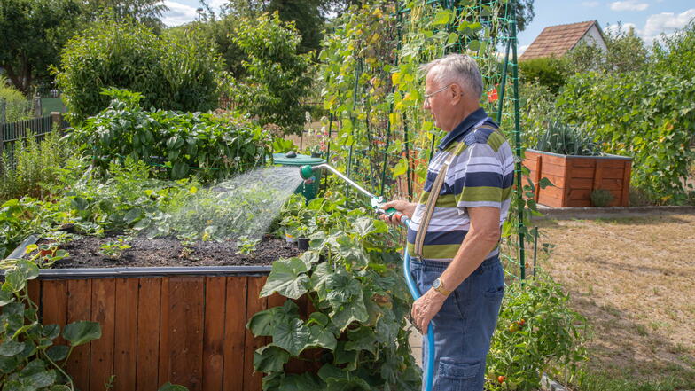 Werner Böhm hat seinen Garten in der Kleingartensparte Süd in Niesky. Er setzt auf Hochbeete. Sie brauchen weniger Wasser und der Ertrag ist größer als im ebenerdigen Beet.