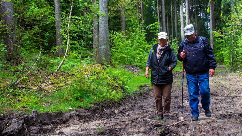 "Traurig, wie es hier aussieht." Brigitte und Lutz Schönberger aus Wilsdruff wandern auf schlammigen Wegen im Tharandter Wald. Hier wurden zuvor Käferbäume mit schwerer Technik gefällt.