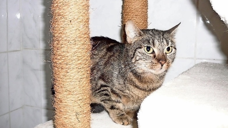 Raya ist eine der fünf Katzen, die in einer Heidenauer Wohnung zurückgelassen wurden.