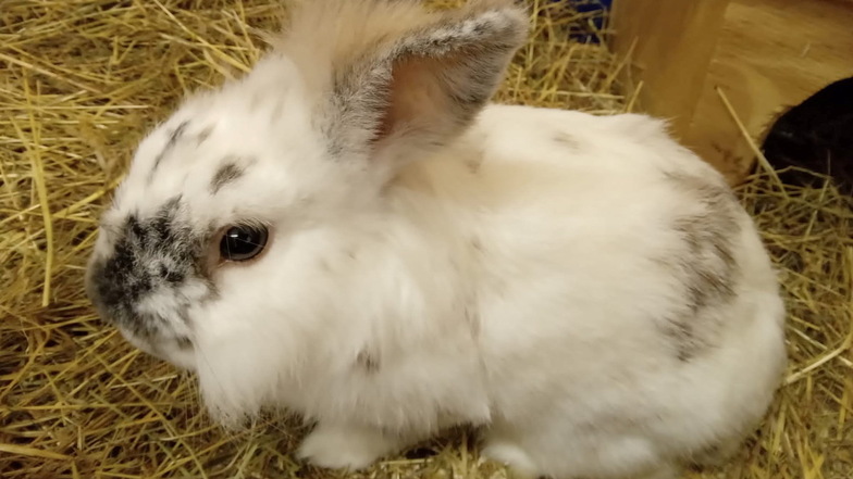 Dieses Kaninchen wurde am Donnerstagabend in Bautzen gefunden. Polizisten brachten es ins Tierheim.