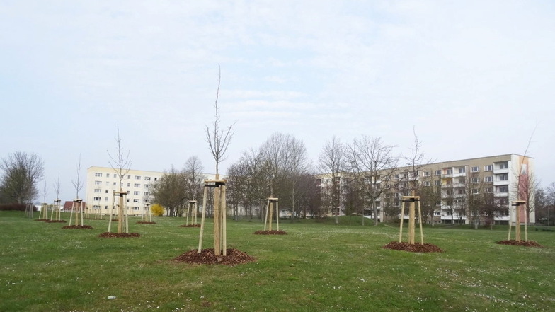 Der städtische Großvermieter Kommwohnen hat bereits im April an der Schlesischen Straße in Görlitz-Königshufen 27 neue Bäume gepflanzt.
