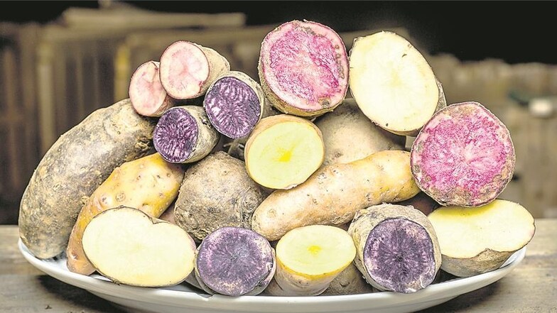 Ob gelb, ob rot, ob braun: Die ganze Vielfalt der Kartoffel gibt’s bei Gündels.