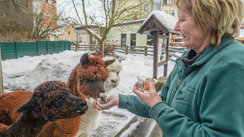 Tierparkleiterin Silvia Berger füttert die Alpakas Bruno, Nesquik und Flocke. Besucher dürfen aufgrund der aktuellen Corona-Regeln derzeit nicht in den kleinsten Zoo Sachsens.