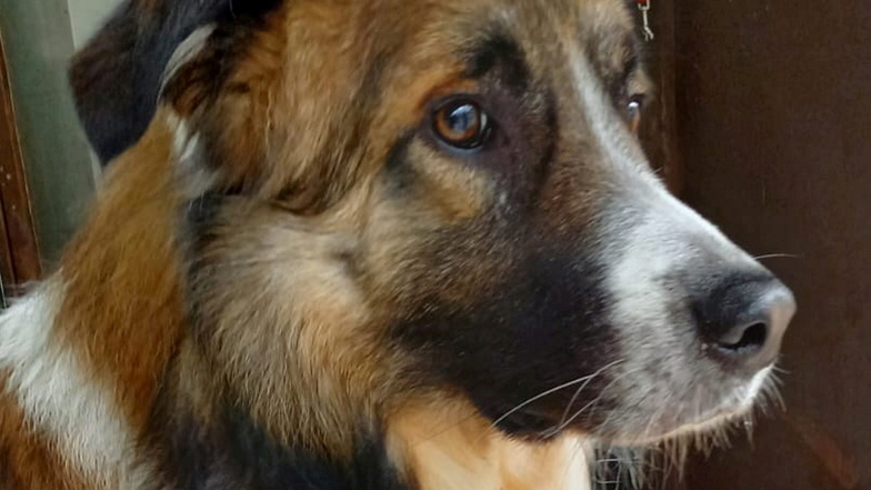 Dieser Hund ist am Montag im Leisniger Ortsteil Naunhof herrenlos aufgegriffen worden. Im Moment befindet er sich im Tierheim in Leisnig.