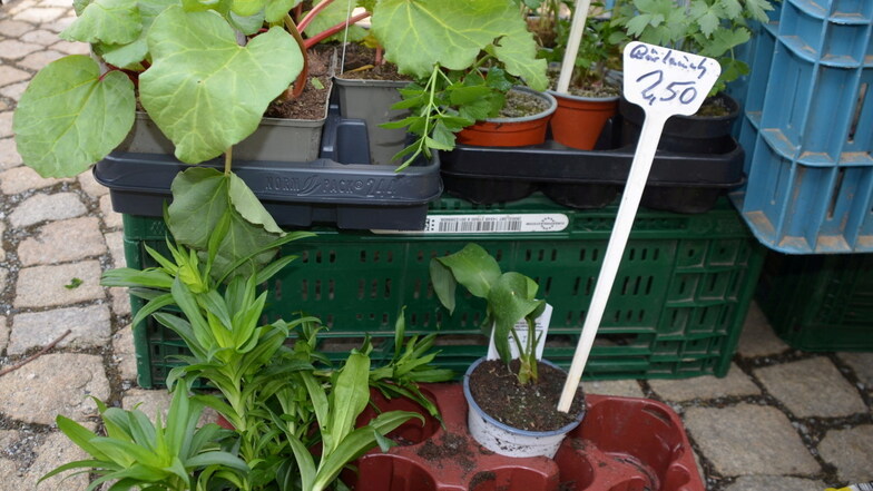 Bärlauchpflanzen sind bei manchen Gärtnereien zu bekommen und können in den Garten gepflanzt werden, wo sie sich vermehren.