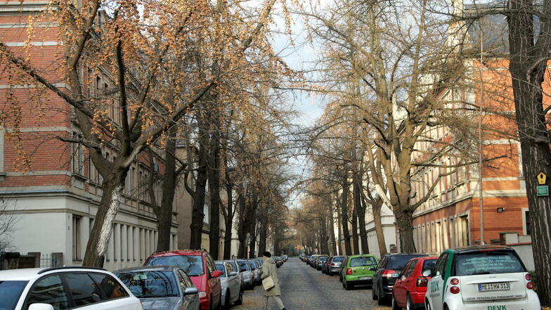 Ginkgo-Bäume auf der Hans-Sachs-Straße in Pieschen: Anwohner schaffen inzwischen ihre Autos weg, weil die Früchte so stinken.