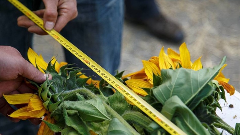 Außer Kürbissen wurden noch allerlei andere Gartengewächse vermessen und gewogen. Hier wird eine Sonnenblume gemessen.