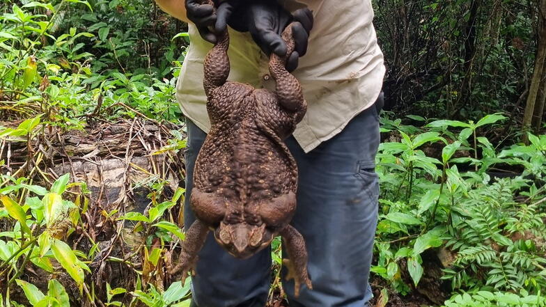Die riesige Aga-Kröte («Cane Toad») wurde "Toadzilla" getauft