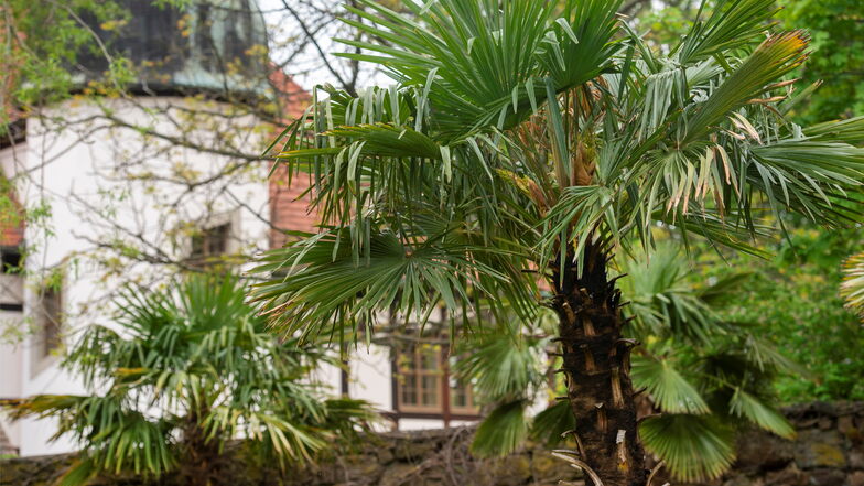 Palmen im Hof der Hoflößnitz, zumindest für diesen Sommer.