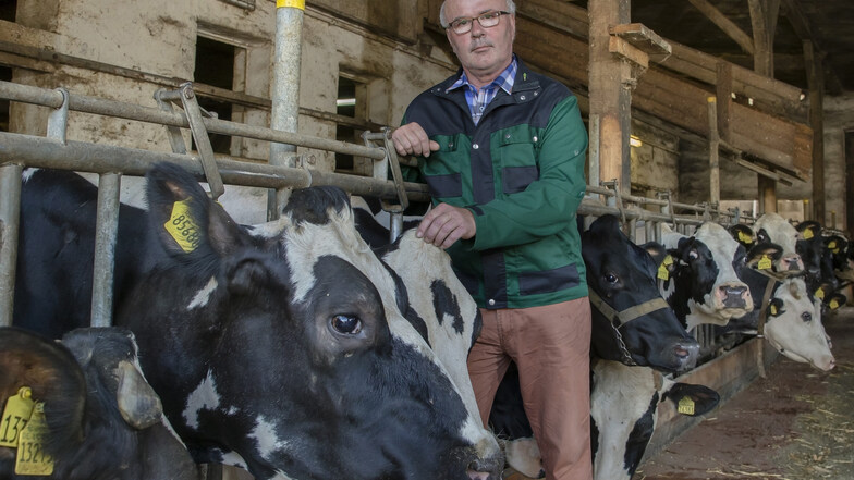 Landwirt Hubertus Schroth aus Großopitz muss bereits jetzt die Futterreserve für den Winter verwenden, um die Jungtiere sattzubekommen.  Fotos: Andreas Weihs