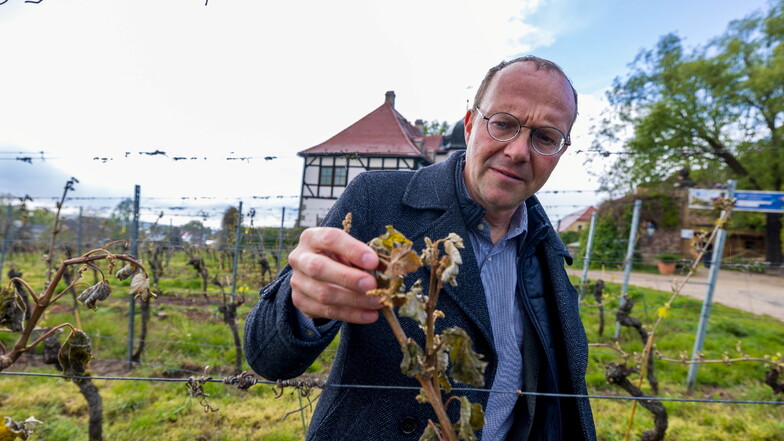 Frostschäden bei Winzern und Obstbauern: Minister nennt Details zu Hilfen