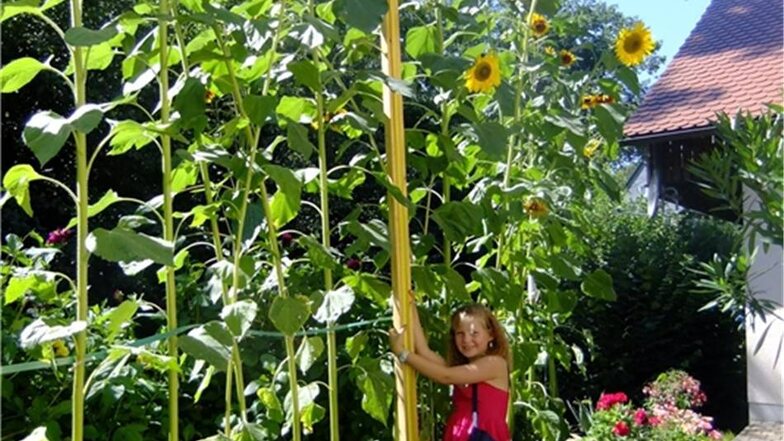 Kann sich ebenfalls sehen lassen: Die Sonneblume von Lysann Krause in Olbersdorf wurde 366 cm hoch.