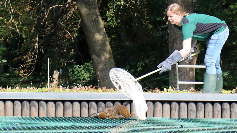 Als der Affe in Narkose lag, konnte Tierparkleiterin Janina Kraemer mit dem Kescher beherzt zufassen.