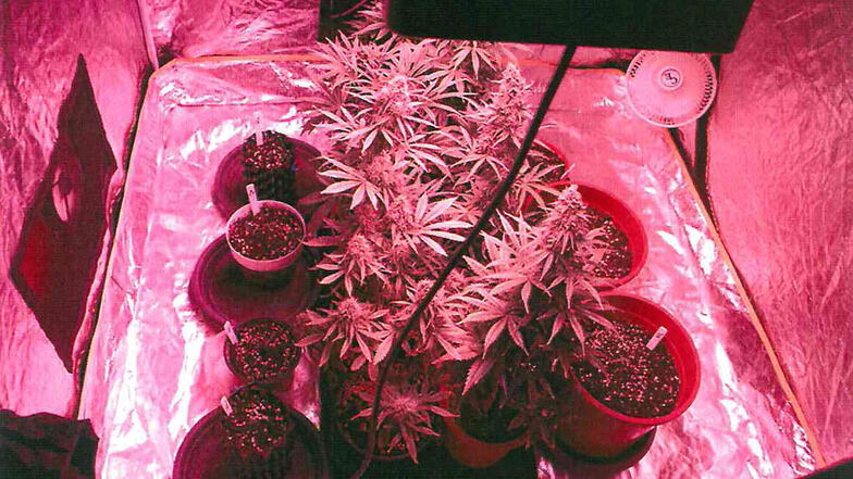 Diese Cannabispflanzen entdeckte die Polizei jetzt in Bautzen.
