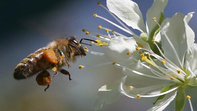 Bienen und andere Insekten brauchen dringend mehr Blühendes, damit ihre Zahl nicht weiter so stark zurückgeht wie in den vergangenen 30 Jahren. Darauf reagieren einige Städte und Gemeinden im Landkreis Bautzen jetzt.