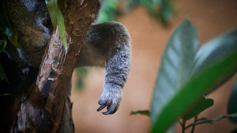 Das Aushängeschild des Dresdner Zoos: Die Koalas Sydney und Mullaya, von denen zuweilen nur ein Fuß oder ein Ohr zu sehen ist.