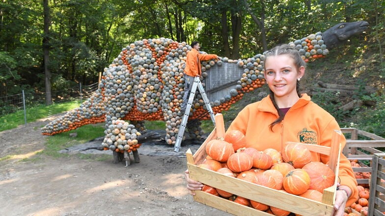 Hannah Löwe und Alexander Rawe schmücken einen von mehreren Dinosauriern im Oskarshausen in Freital mit Kürbissen.