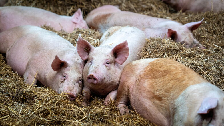 Jeweils etwa 130 Schweine leben auf dem Schicketanzhof in in weiträumigen Boxen auf Stroh, wobei die Auflage wie die Futtermittel aus eigener Produktion stammen.