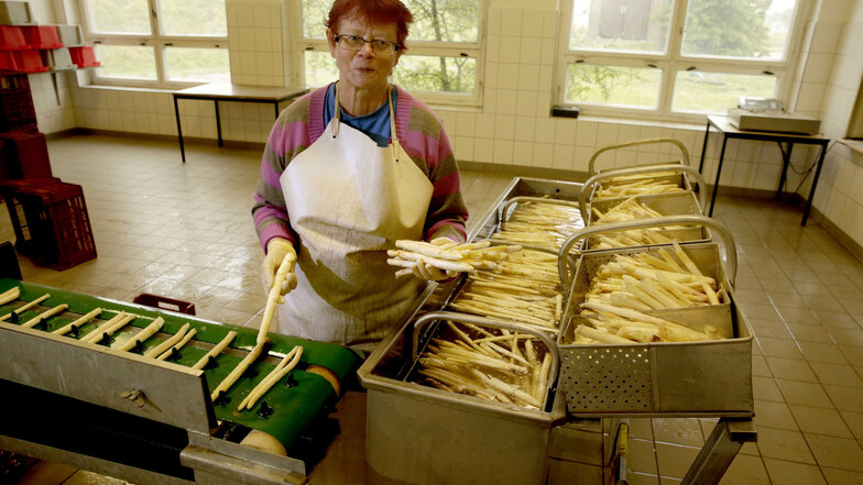Handarbeit am Laufband: Nach der Vorreinigung legt Angelika Johne die Spargel einzeln in die Sortiermaschine, wo das Gemüse noch mal gewaschen und auf eine Länge gebracht wird.