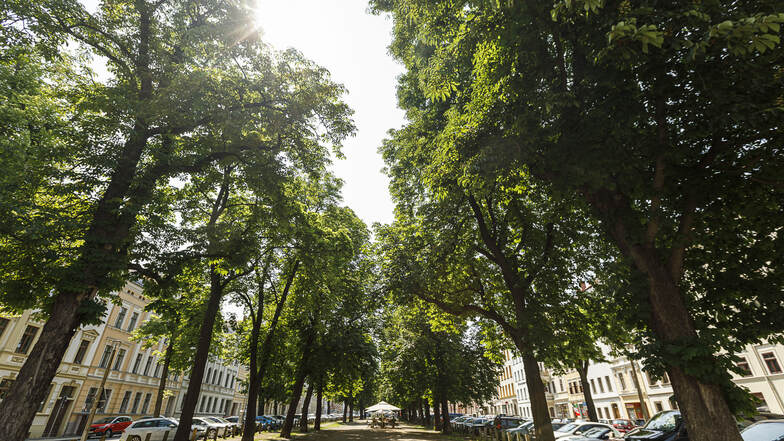 Der untere Teil der Elisabethstraße in Görlitz: Die Bäume, die hier stehen, sind größtenteils krank – auch wenn man das von außen nicht sieht. Sie sollen innerhalb der nächsten 10 bis 15 Jahre gefällt werden. Danach wird eine neue Allee gepflanzt.