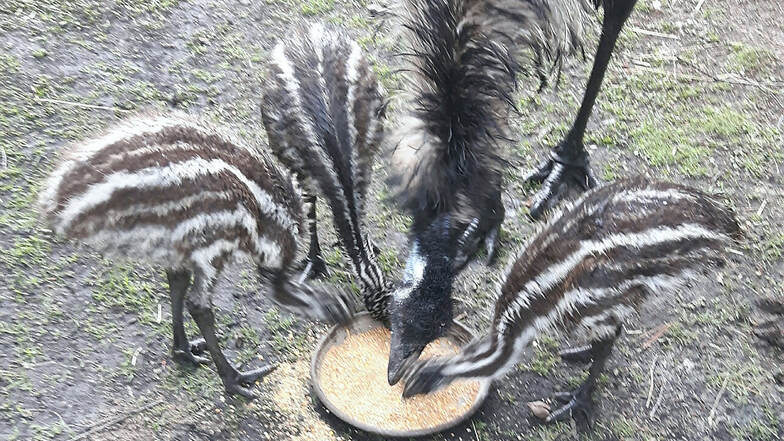 Die Rasselbande bei Familie Emu im Tierpark Weißwasser. Die Minis sind jetzt acht Wochen alt. Ob es sich bei den Küken um Mädels oder Jungs handelt, kann erst später durch den DNA-Test an jeweils einer Feder nachgewiesen werden.