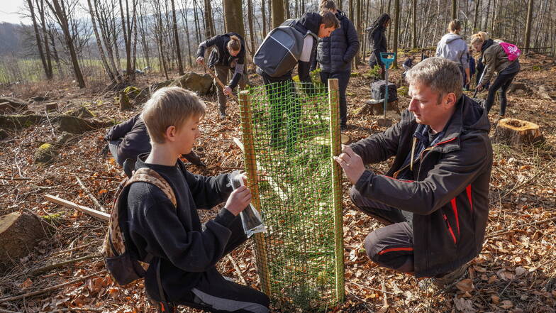 Mädchen und Jungen der Oberschule Sohland haben auf einer abgeholzten Waldfläche der Gemeinde Bäume gepflanzt und mit Schutzgittern versehen. Bürgermeister Hagen Israel (r.) half mit.