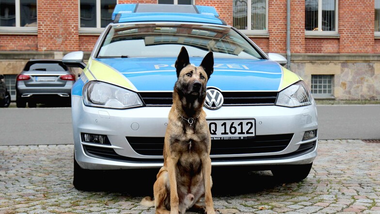 Polizeihund Pepe hat in der Wohnung mehrere Drogenverstecke aufgespürt.