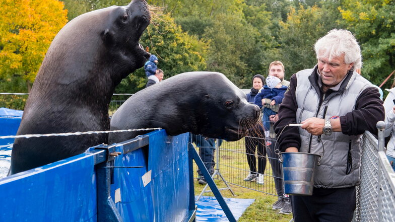 Bei den Vorstellungen vom Circus Berolina in Bautzen sind auch Seelöwen zu erleben.