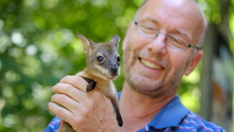 Gertrud ist ein kleines Känguru, das nach dem Tod ihrer Mutter vom Meißner Tierparkchef Heiko Drechsler aufgezogen wird.