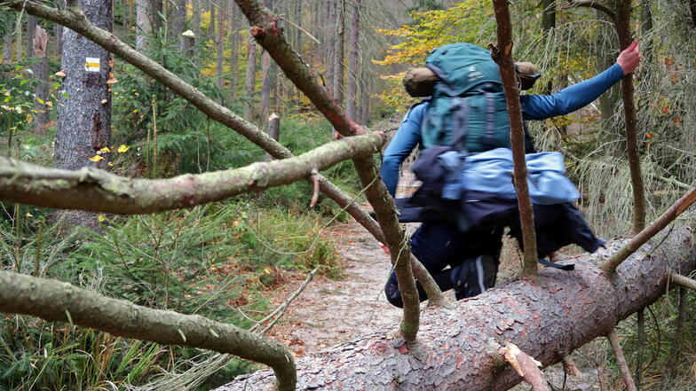 Das Klettern über umgestürzte Bäume scheint für manche Wanderer ein besonders Abenteuer. Schon ein paar Meter weiter kann ein Baum auf sie stürzen.
