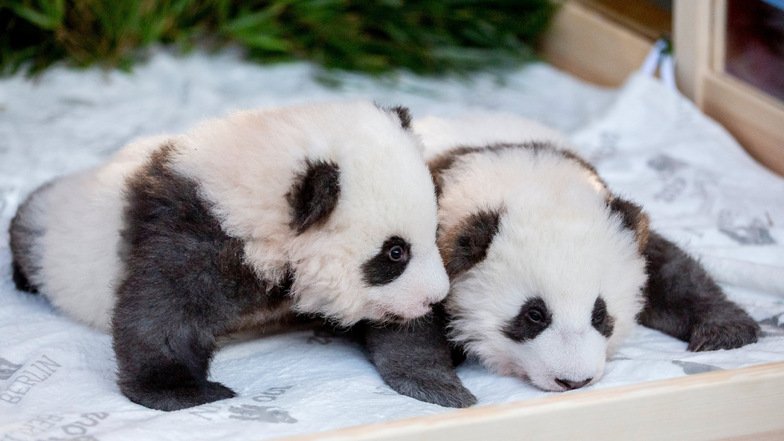 Die Panda-Zwillings-Männchen Meng Yuan (l, "Erfüllter Traum") und Meng Xiang ("Ersehnter Traum") liegen bei der Bekanntgabe ihrer Namen und ihres Geschlechts im Berliner Zoo in ihrem Bett.