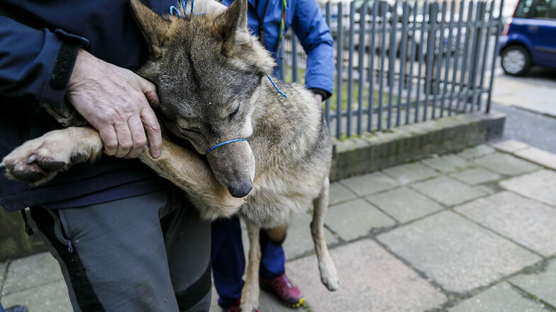 In der Görlitzer Blumenstraße hatte sich am Montag ein junger Wolf in einem Keller versteckt. Er wurde betäubt und zunächst in eine Tierarztpraxis gebracht.