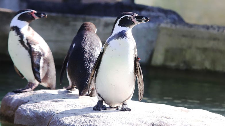 Wie die Zoobesucher den Pinguinen helfen