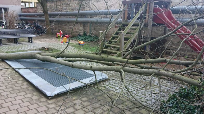 Dieser Baum stürzte in der Dresdner Neustadt an der Alaunstraße um. 